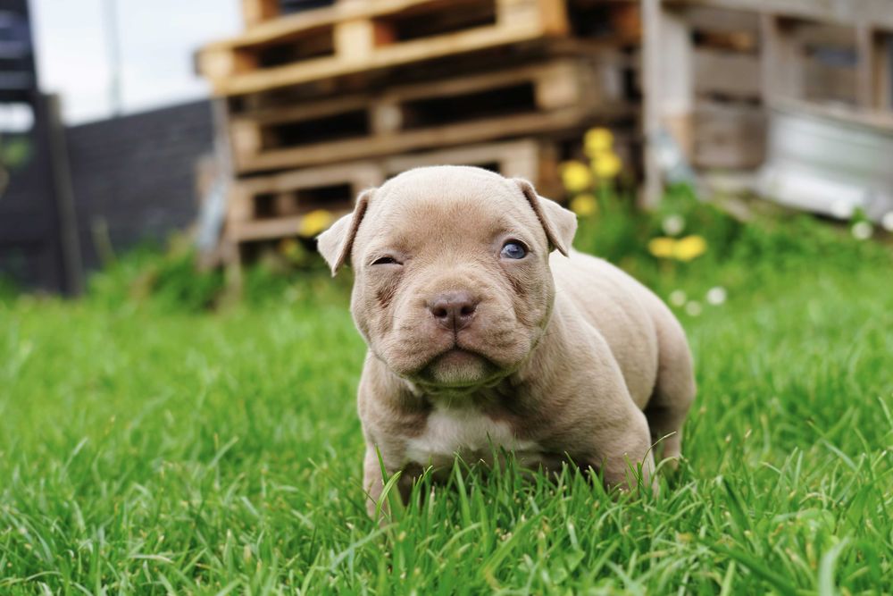 mini American Bully POCKET ABKC LILAC pitbull Pit Bull