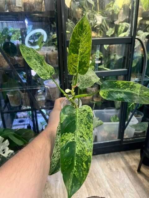Philodendron Whipple Way mint
