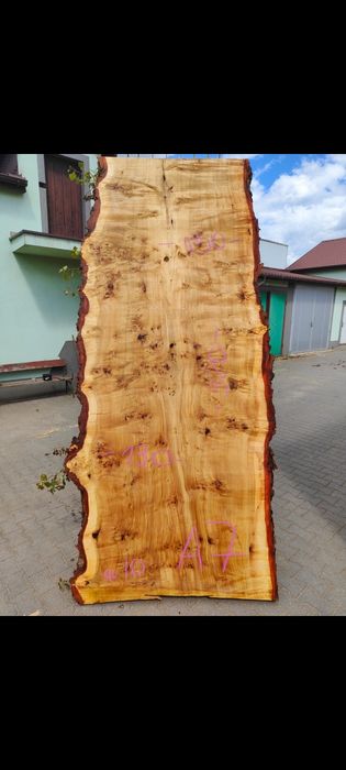 Topola Czeczot monolity