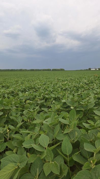 Канадська соя Вінона на посів! 1-а Реп. НЕ РОЗТРІСКУЄ Урожайність 4,5т