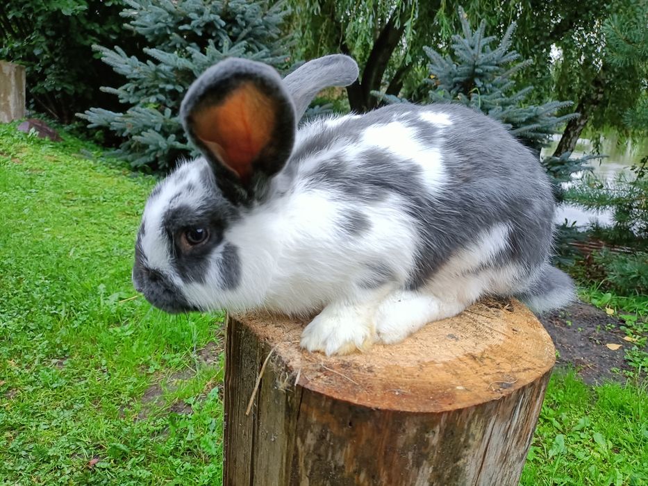 Króliki mieszańce (samce)