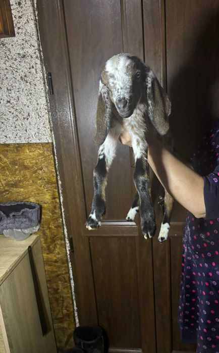 Англо Нубийские козлята .