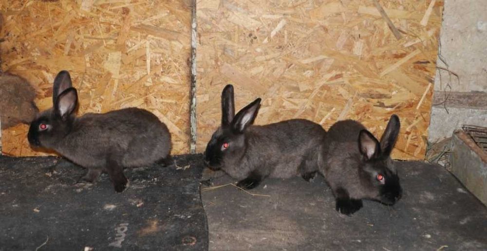 Продам кролі мардер куна