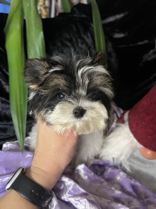 Девочка мини бивер КСУ