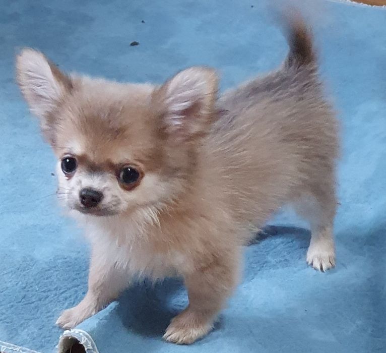 Соболинный длинношерстный малыш