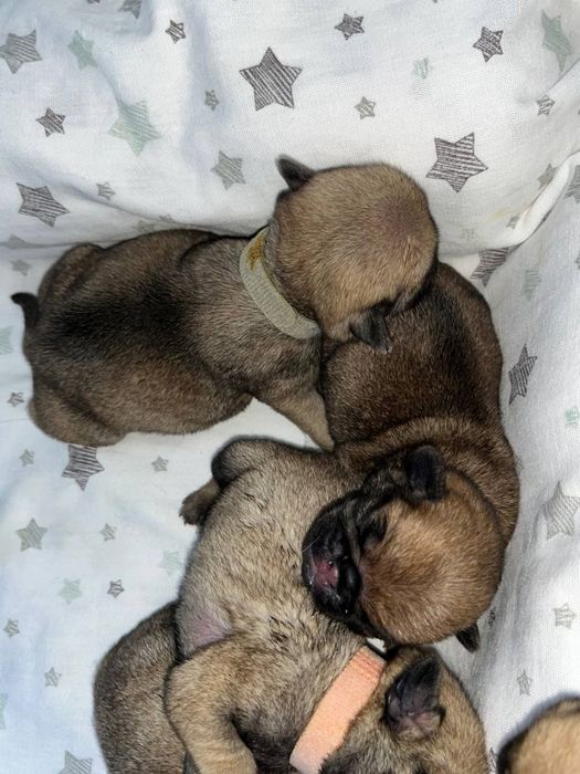 Мопсы малыши 5 мальчиков 3 девочки