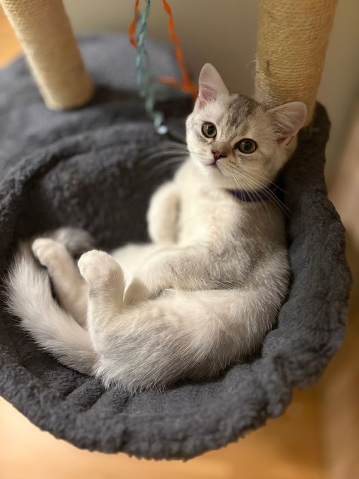 Kot szkocki prostouchy