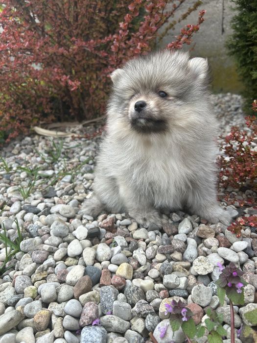 Szpic Miniaturowy Pomeranian*Sunia*