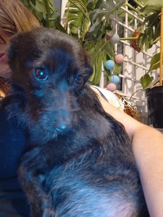 Ali suczka z interwencji do adopcji