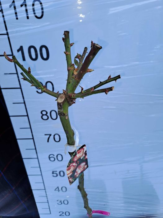 Róża Pienna doniczka 5L