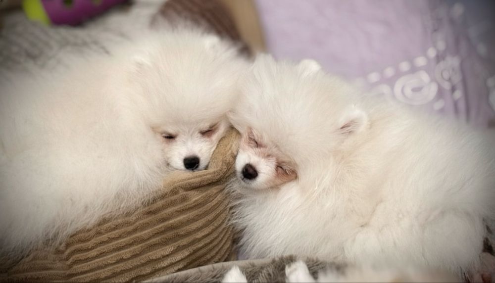 Szpic miniaturowy pomeranian FCI