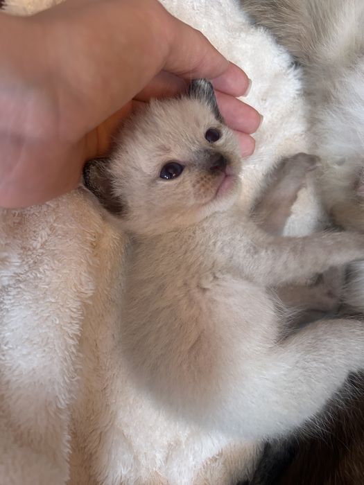 Тайські котики хлопчики та дівчатка