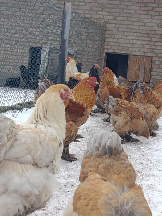 Півень брама лимон,палевоблакитний