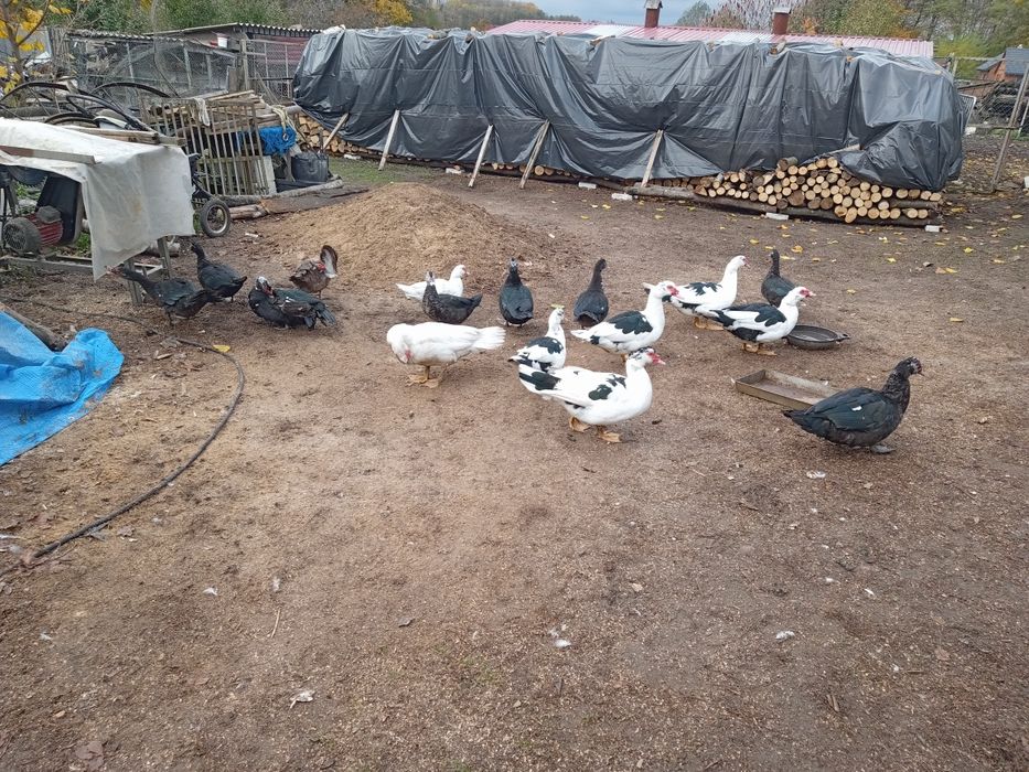 Sprzedam kaczki i kaczory i golebie i króliki kroliki