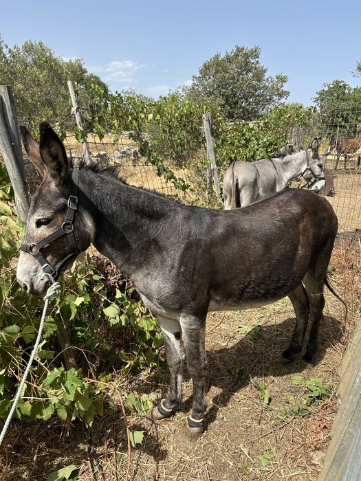 Vendo burro inteiro