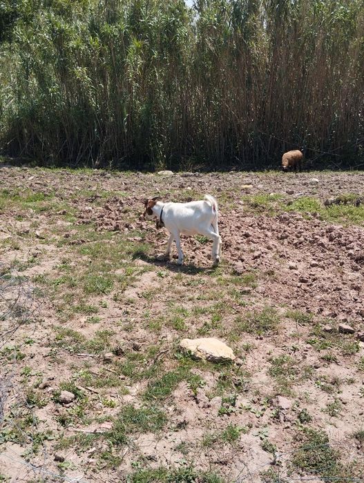 Cabrito boer 80%