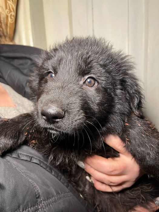 СРОЧНО ‼️‼️‼️ 5 щенят ищут дом