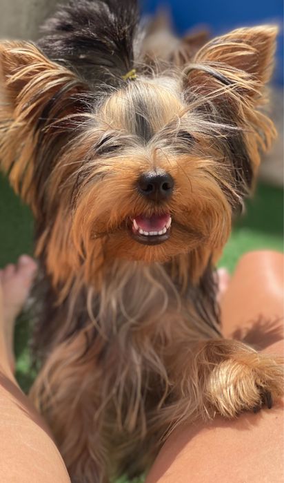 Вязка йорк стандарт