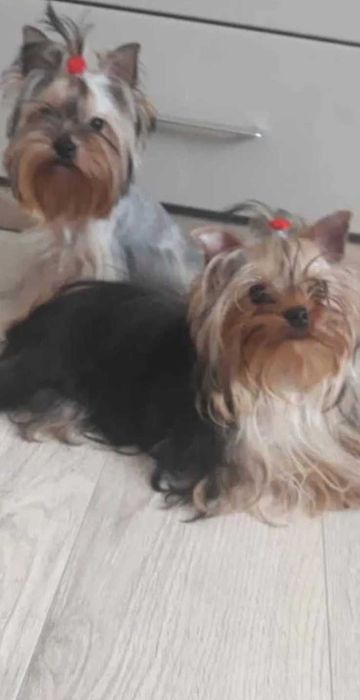 Śliczny piesek York super miniaturka