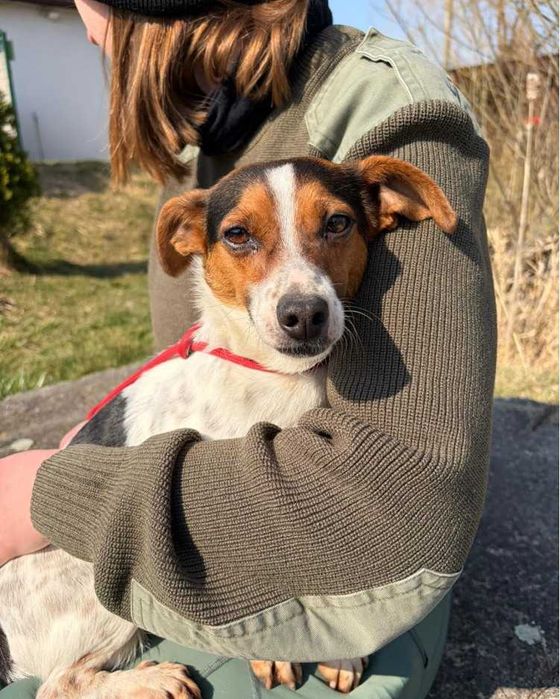 Jack Russell Terrier piesek schronisko Bełchatów -aktualne