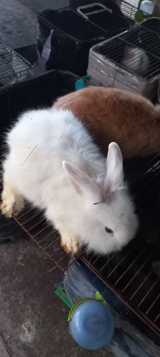 Крольчата малыши ручные