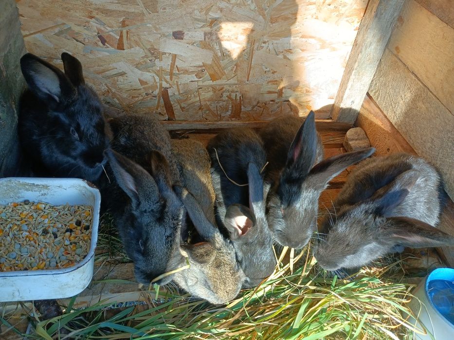 Продам  кроленят