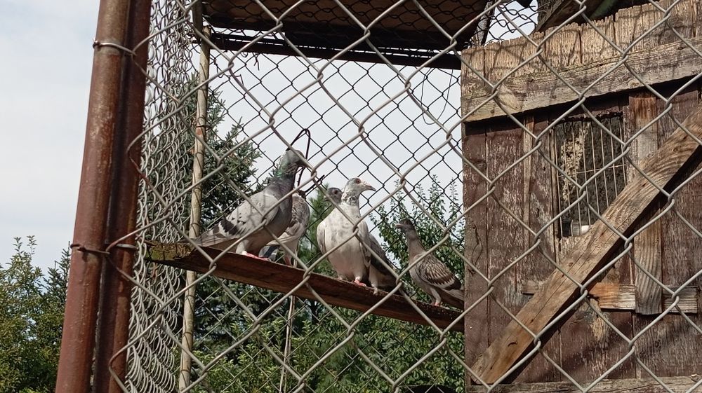 Sprzedam gołębie pocztowe