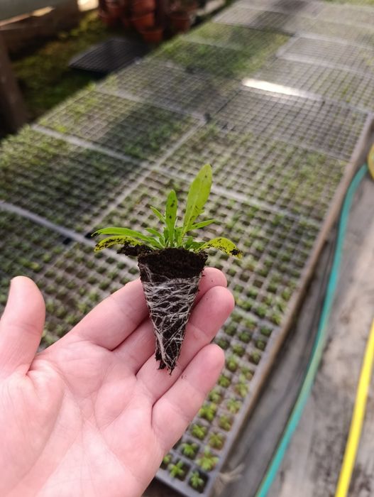 Черенок квітів .