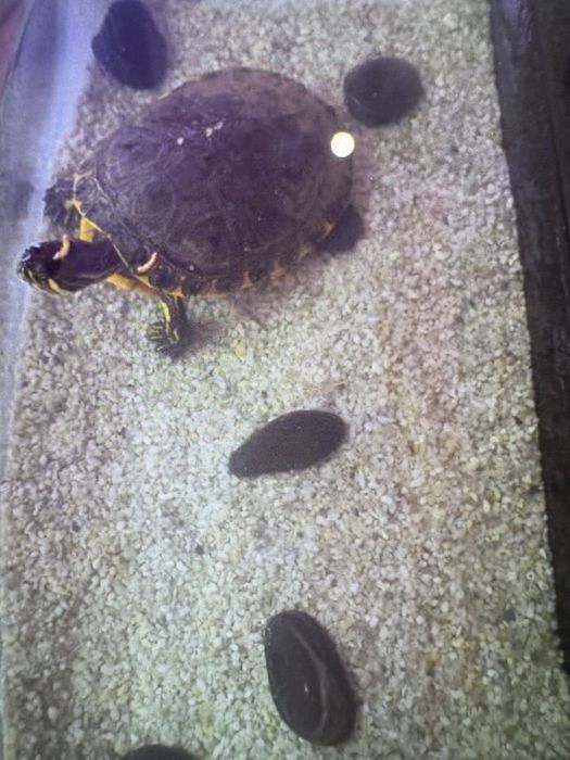 Sprzedam żółwia wodno-lądowego