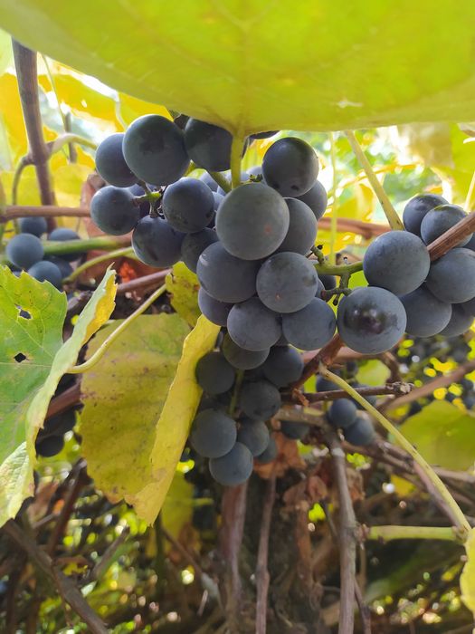 Sprzedam winogron