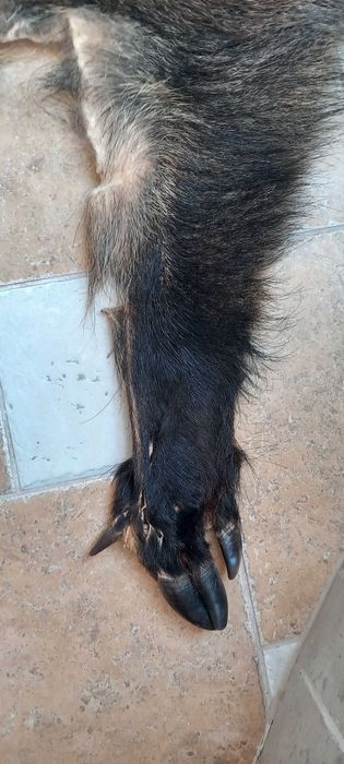 Skóra z dzika 2020 r.