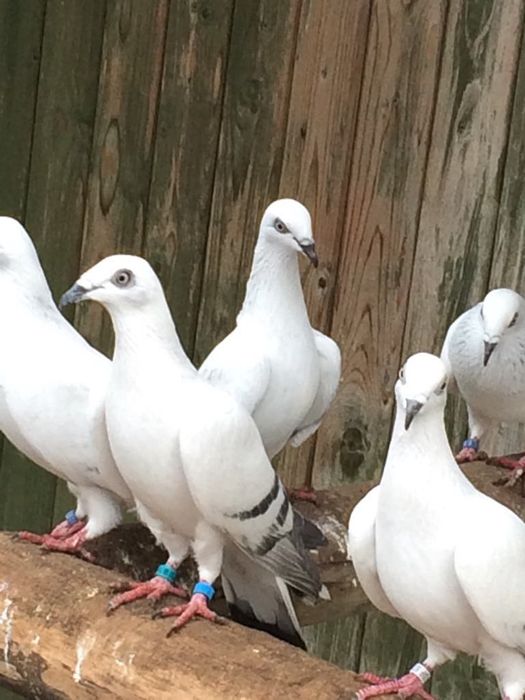 Sprzedam gołębie żałobne łomżyńskie obrączkowane