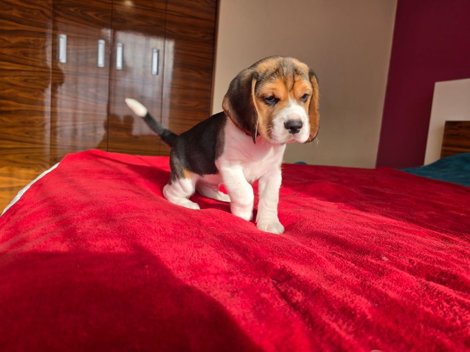 Suczka  Beagle- ZkwP/FCI *Po  Grand Championach* DNA ,Badania