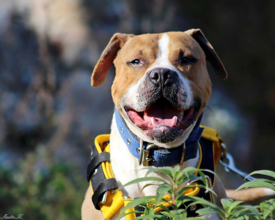 Odebrana z okropnych warunków pitbullka Ginger szuka domu