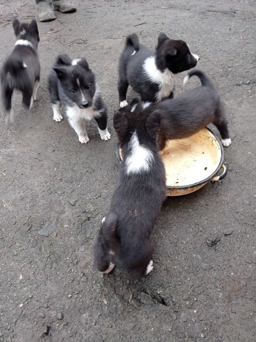 Лайка Русско-Европейська