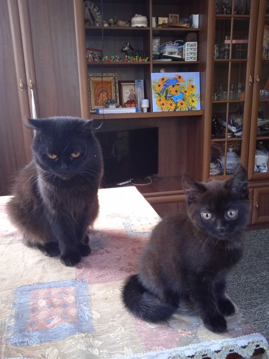 Продам шотландське прямоухе чорне кошеня