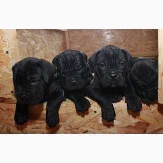 Малыши Кане корсо