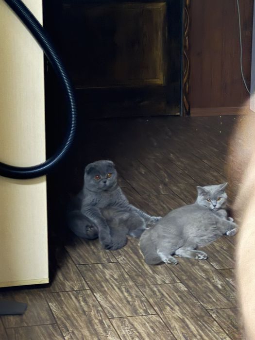 Шотландські котята