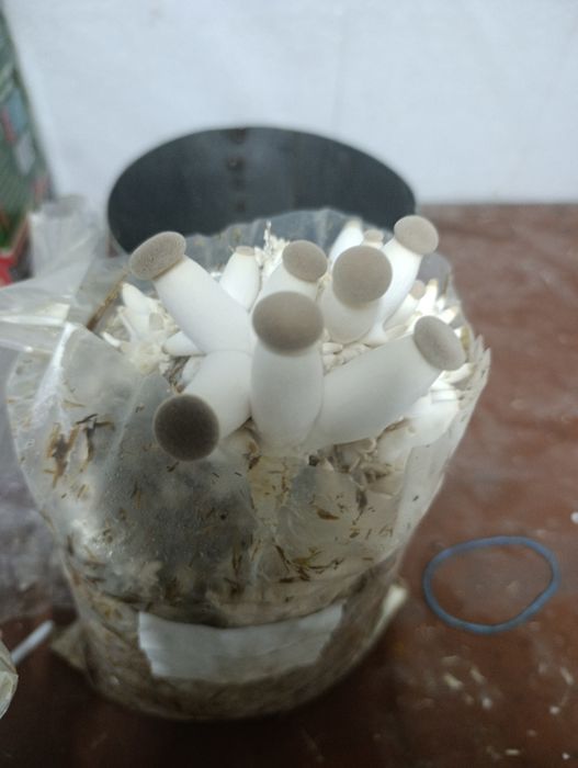 Продам мицелий шиитаке,опята ,эринги