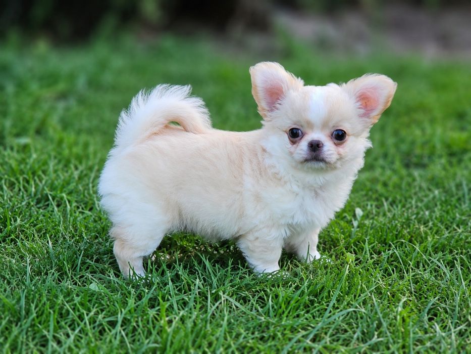 Chihuahua dlugowlosy piesek biało kremowy