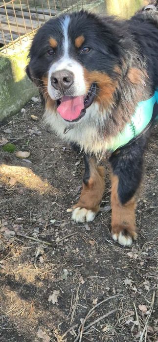 Pies potrzebuje przyjaciela od zaraz