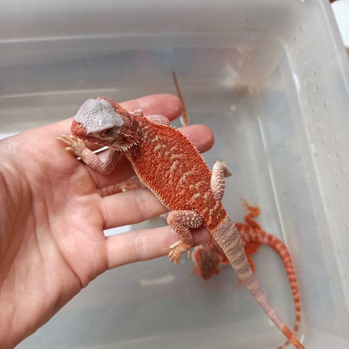 Agama brodata Gekon Jaszczurka dla początkującego zbożówka