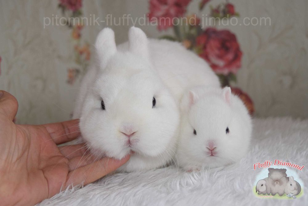 Кролики з розплідника.Тільки породисті.Рідкісні та ексклюзивні кольори