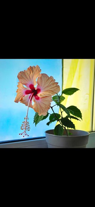 Домашні кімнатні квіти.