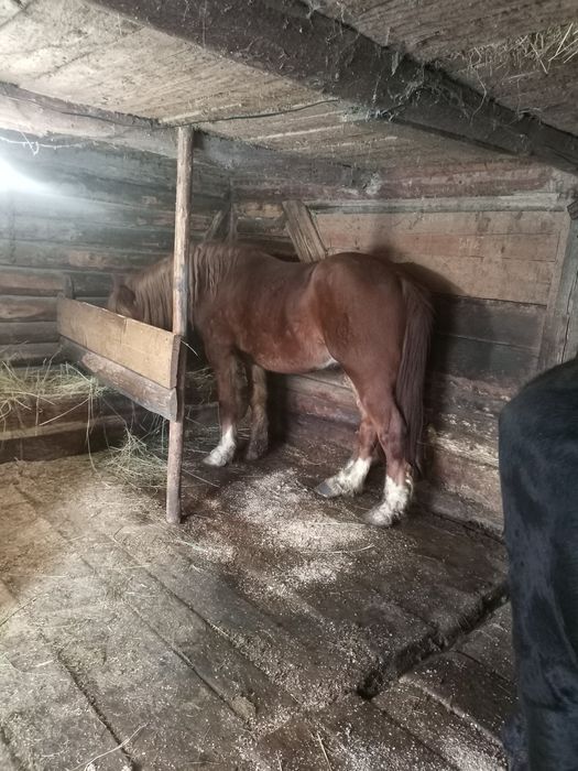 Продам 7 річного,кастрованого Коня.