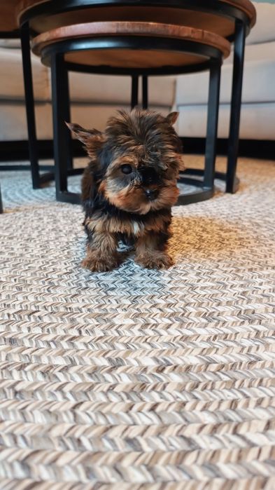 Yorkshire terrier suczka