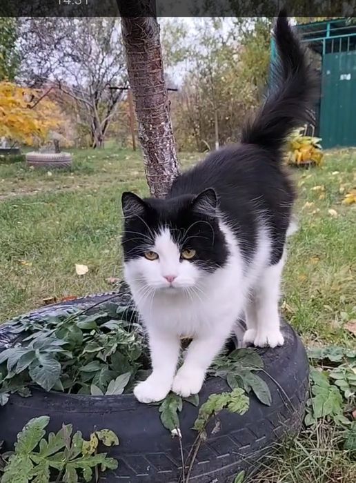 Кішка в добрі ручки