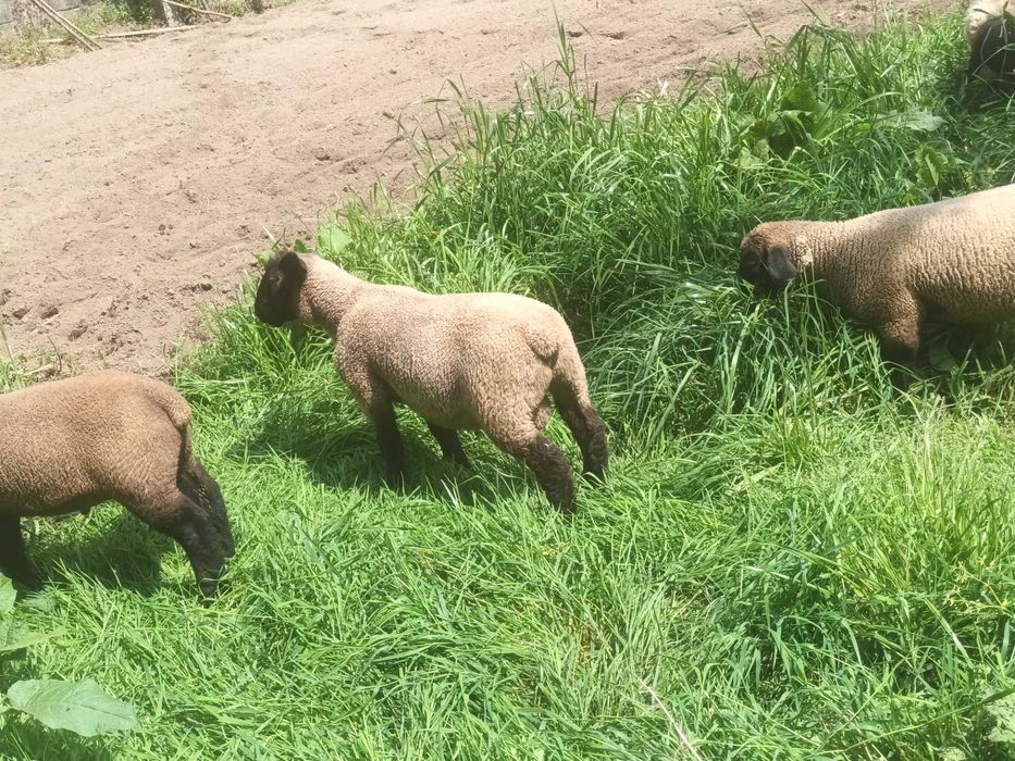 Vendo Borrego macho Suffolk