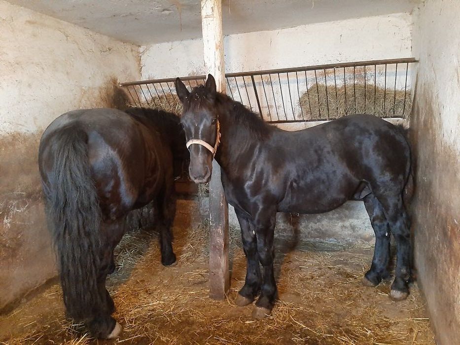 Sprzedam klacz zimnokrwistą