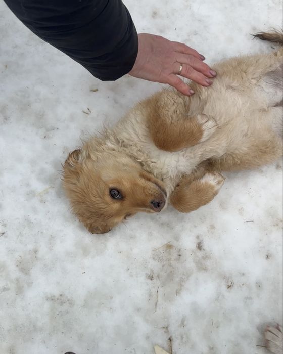 Цуценя - дівчинка